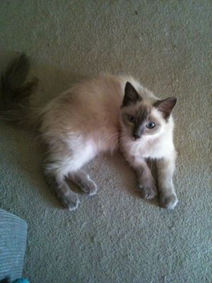 Dinah6.jpg