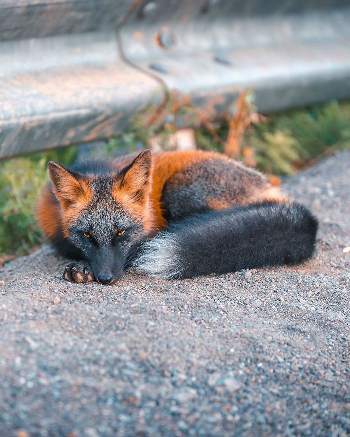 black-orange-cross-fox-photo-sam-gaby-26-5e71fe7de8e1b__700.jpg